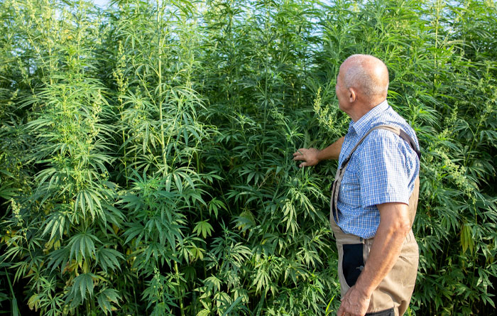 Penalty for Growing Hemp Without a License