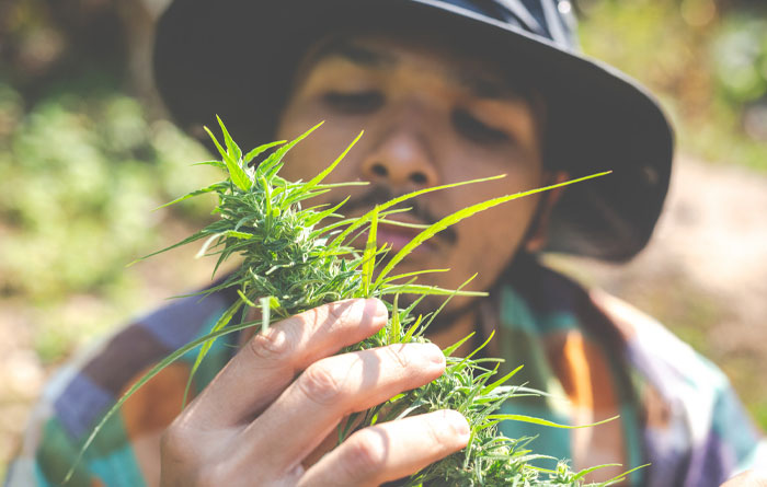 Will Cannabis Hurt or Help Autoimmune Diseases